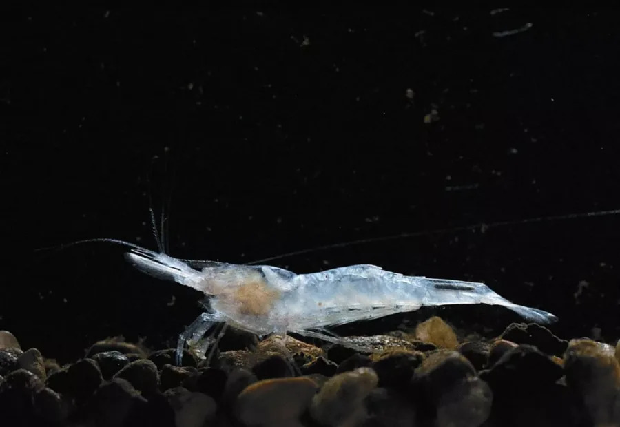 Kentucky cave shrimp (Palaemonius Ganteri) (National Park Service)
