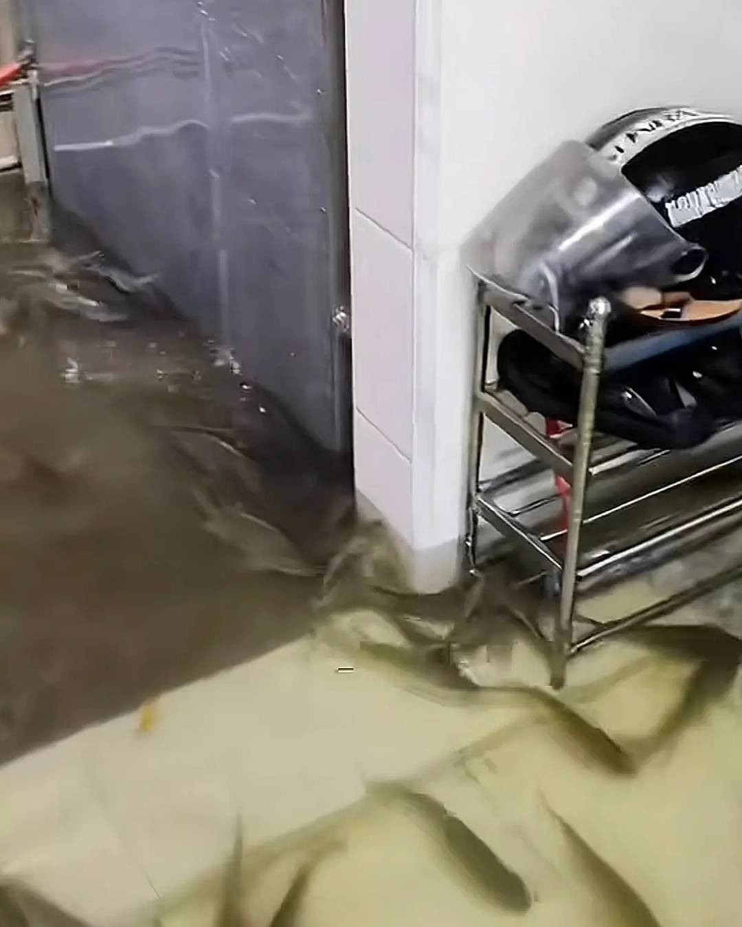 Mưa lớn, đàn cá bơi vào nhà dân, cộng đồng mạng đùa 'đủ ăn cả tháng'