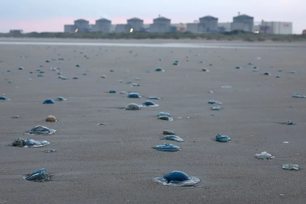 Jellyfish swarm forces shutdown of French nuclear power plant