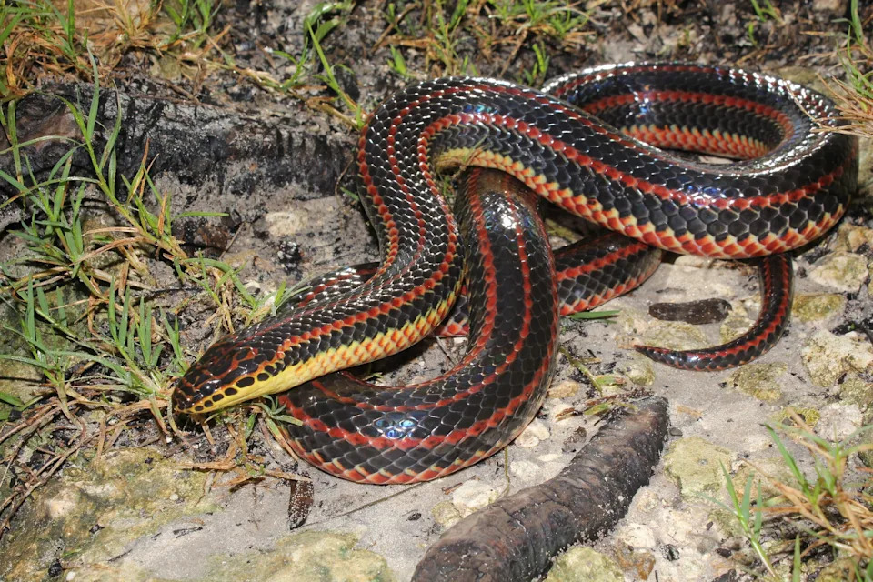 Are there rainbow snakes in Florida? If you’ve seen one, FWC wants to know