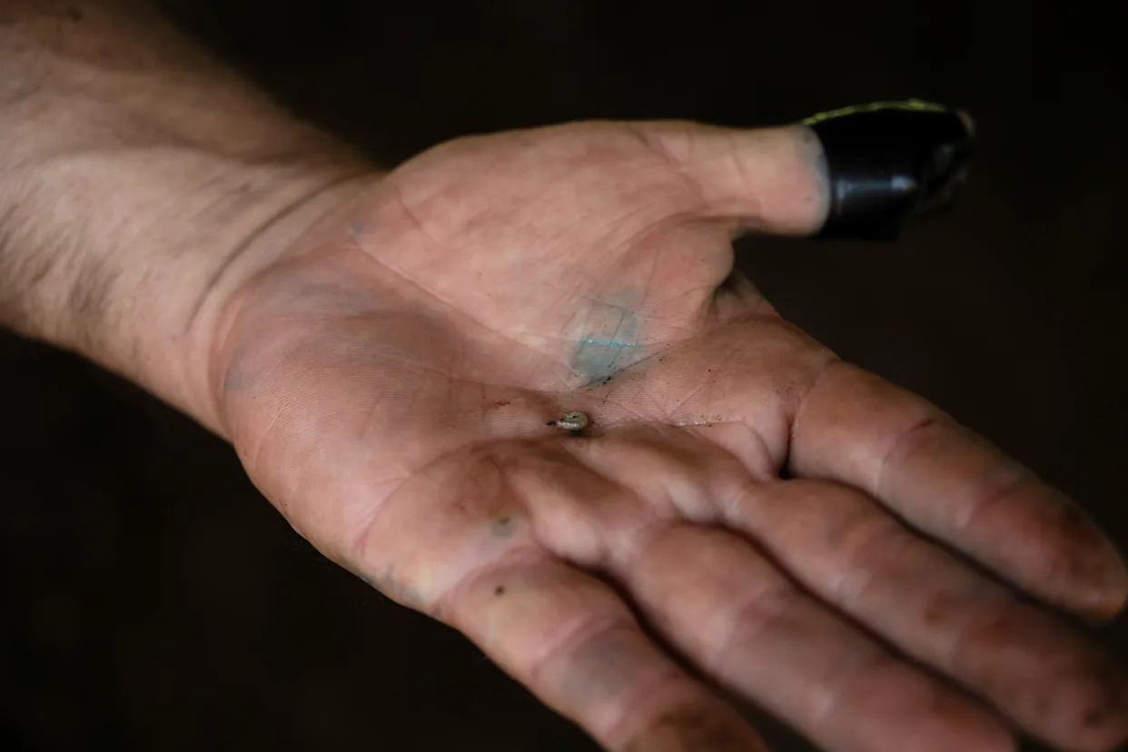 Cases of flesh-eating screwworms increase 53% in Mexico: Report