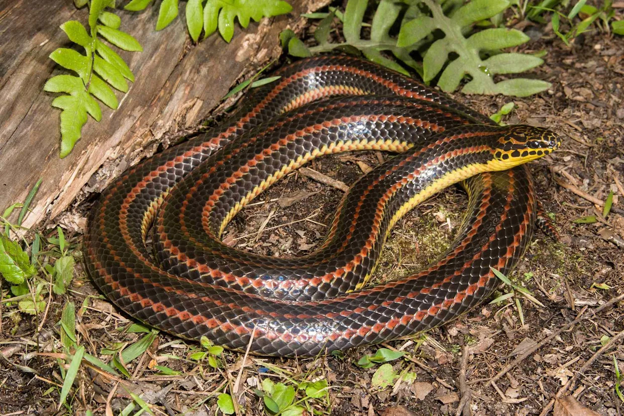 Florida Officials Need Help Finding Secretive, Rare Rainbow Snake Last Spotted in the State Years Ago