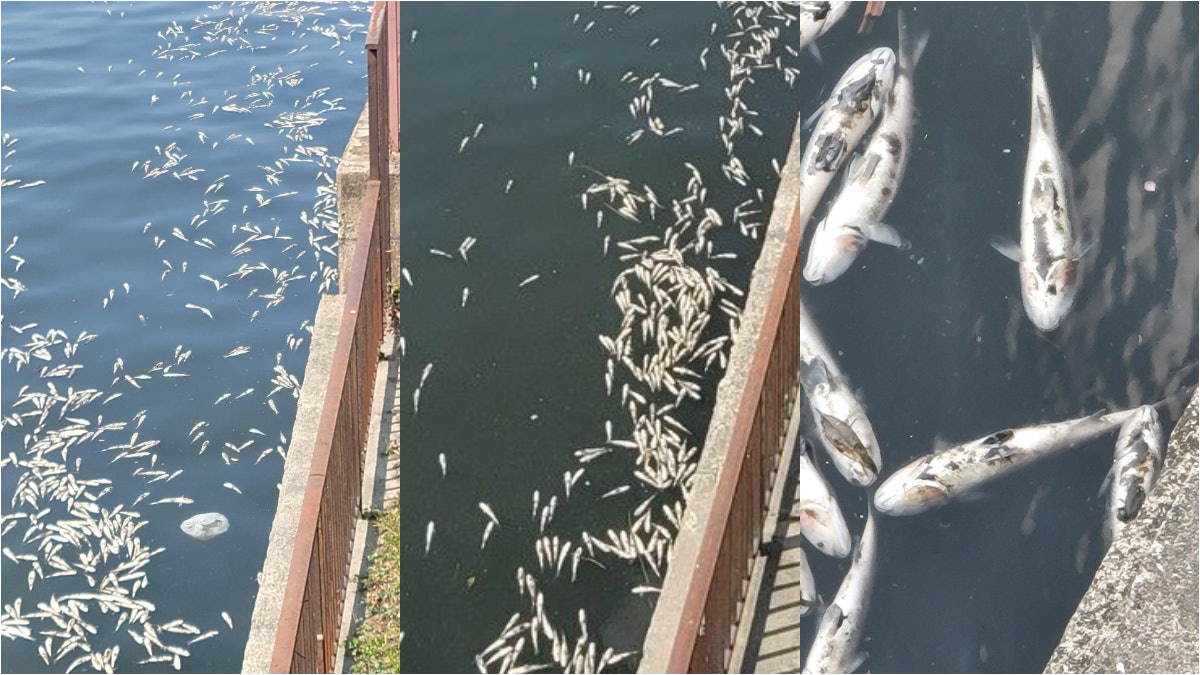日本大阪城公園現逾100死魚傳惡臭　研究：或高溫降雨缺氧引致