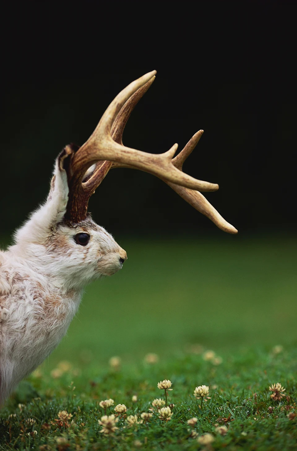 A digitally created jackalope stands on grass, blending features of a rabbit and antelope