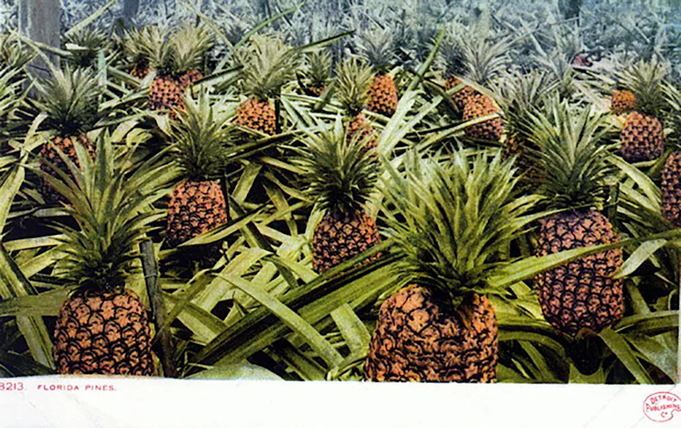 From the postcard collection, Florida pineapples.