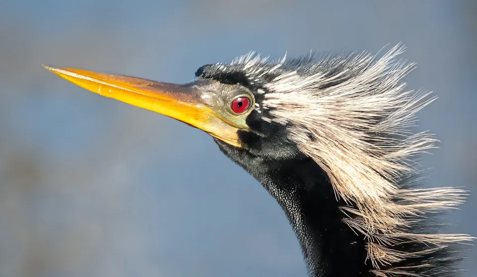 Linda Normoyle caught this male anhinga at just the right moment as it was giving her the eye, the really “red” eye. Photo taken at Ding Darling with a Sony RX10 IV.