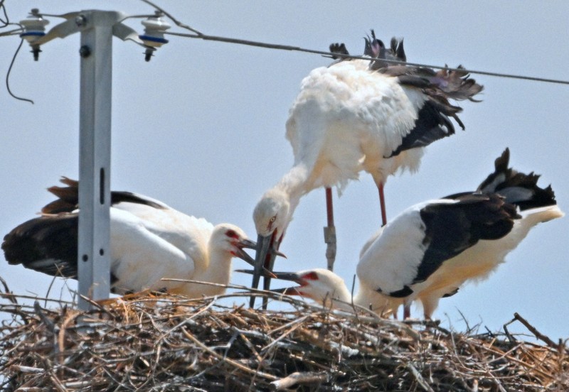 コウノトリ、佐賀で3年連続繁殖　過酷な環境生き抜き2羽が巣立ち