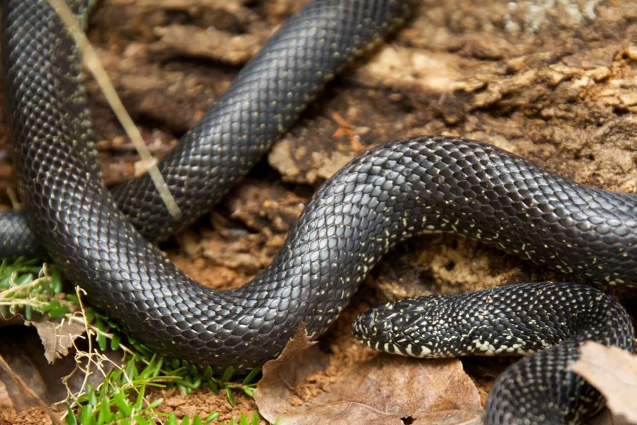 Black Kingsnake (Lampropeltis getula nigra) is a large to medium constrictor that is cannibalistic and is immune to the venom of snakes on which it preys. They are also known as: Eastern black kingsnake, common kingsnake, kingsnake, Carolina kingsnake, chain snake, bastard horn snake, black moccasin, common chain snake, cow sucker, horse racer, master snake, oak-leaf rattler, pied snake, pine snake, racer, rattlesnake pilot, thunder-and-lightning snake, thunderbolt, thunder snake, wamper, wampum snake, or pied piper. (NajaShots | Getty Images)