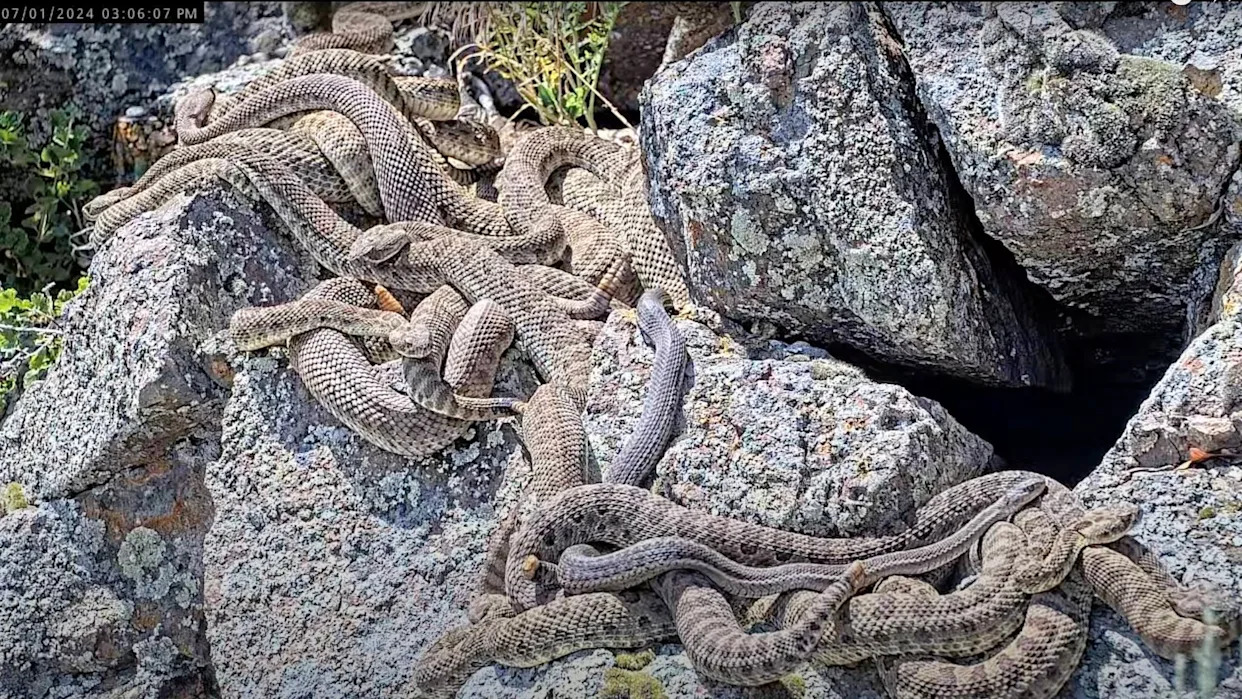 Look out for baby rattlesnakes being born now across Colorado