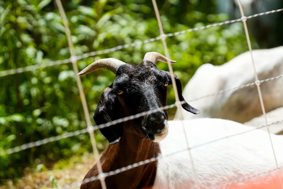 Goats graze at Antrim Park as part of Goats On The Go on Saturday, Aug. 23, 2025 in Columbus, Ohio.