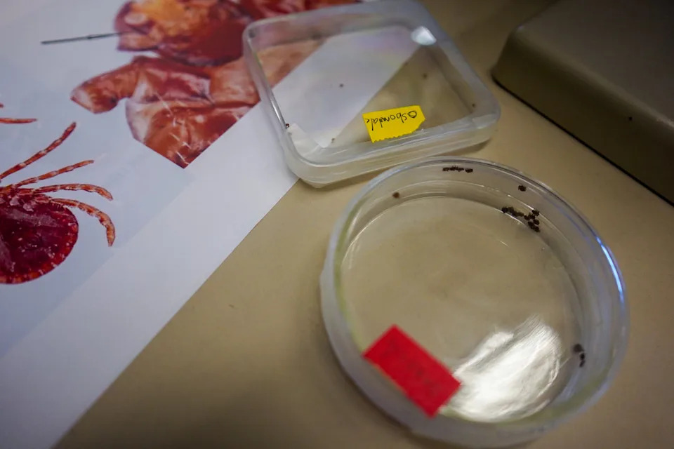 Tick photos. (Nidhi Sharma / NBC News)