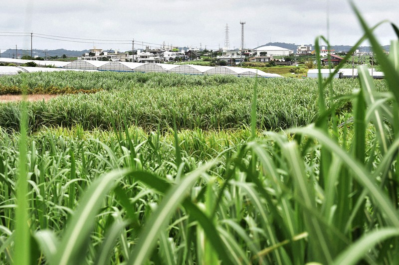 風に揺れるサトウキビ＝沖縄県八重瀬町で2019年6月21日、森園道子撮影