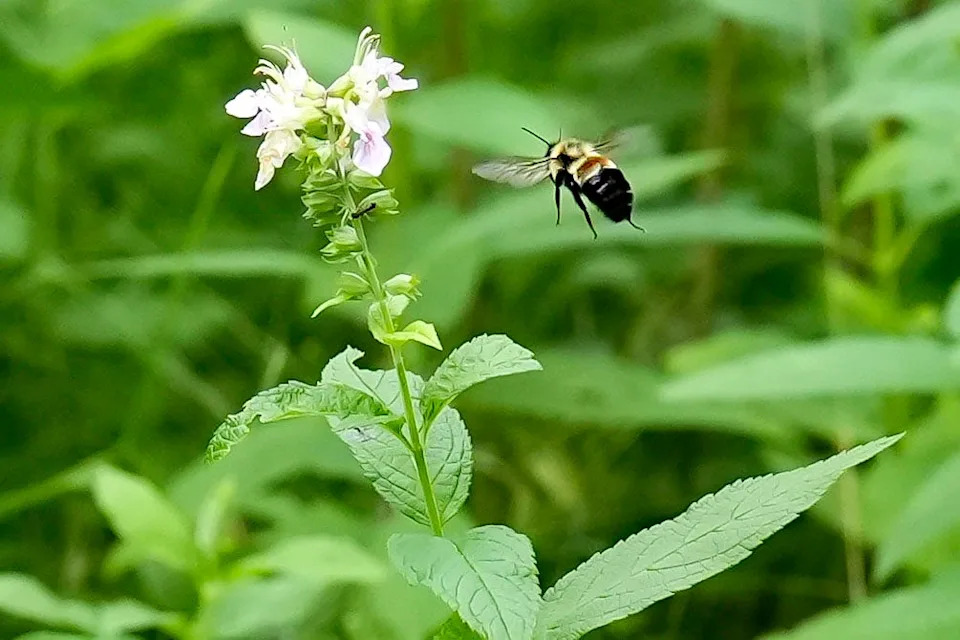 A Rusty Patched bumble bee flies toward a Germander flower at the Muddy Creek Preserve July 17, 2025 in Coralville, Iowa.
