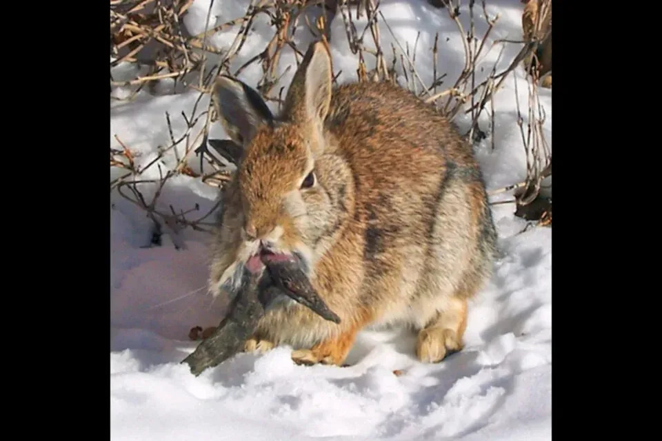 Officials advise residents to avoid approaching or touching affected rabbits. (Clinton Forry via Flickr, CC-by-2.0)