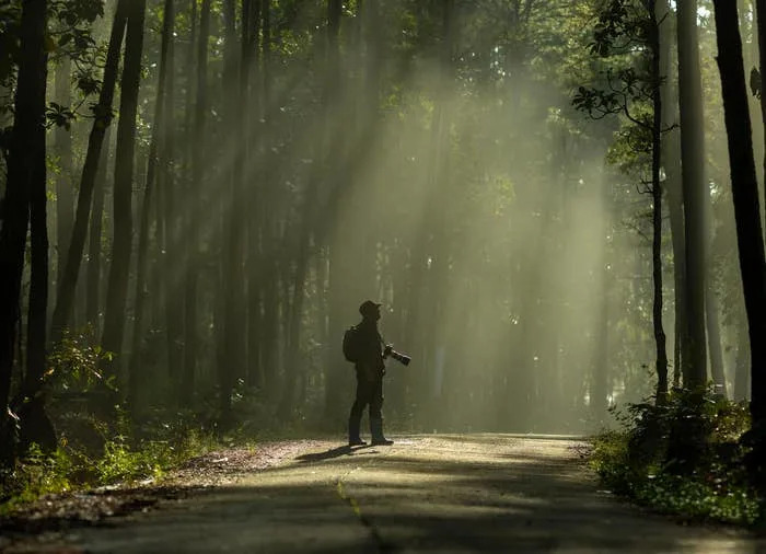 Person with camera stands on a forest path, surrounded by tall trees and sunbeams filtering through the branches