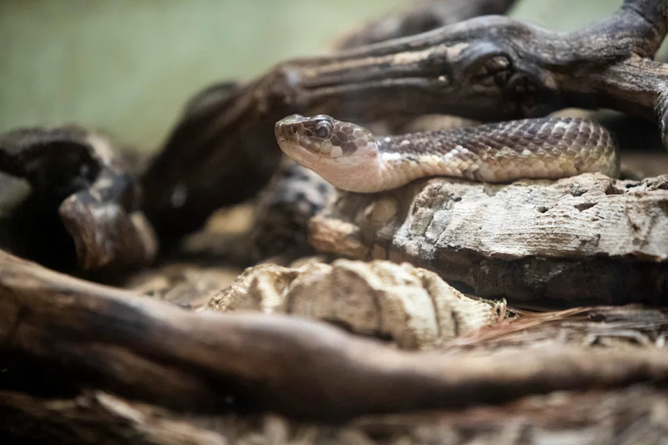 A cottonmouth is seen in its exhibit within the herpetarium at Memphis Zoo in Memphis, Tenn., on Thursday, June 6, 2024.