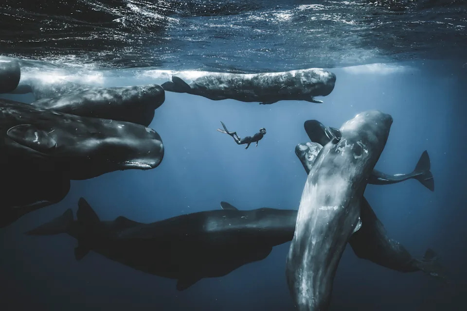 A diver swims underwater among several large whales.