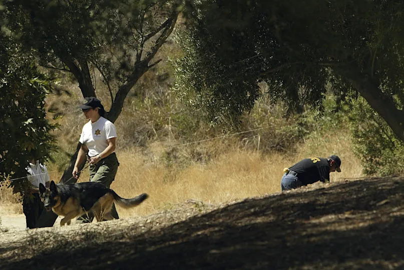 A search team with a German Shepherd dog examines a wooded area. A person crouches nearby, looking closely at the ground