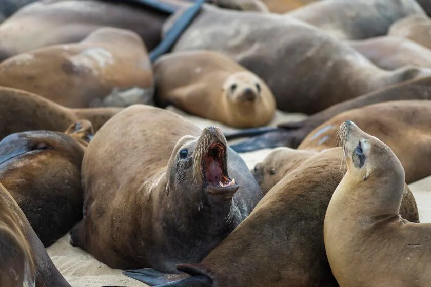 Outbreak of kidney disease is killing sea lions in California. Here's why humans should be concerned