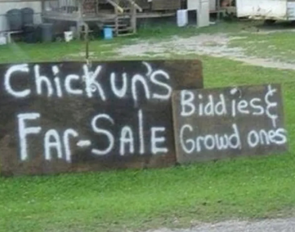 Signs read: "Chickun's Far-Sale" and "Biddies & Grown ones" on a grassy area