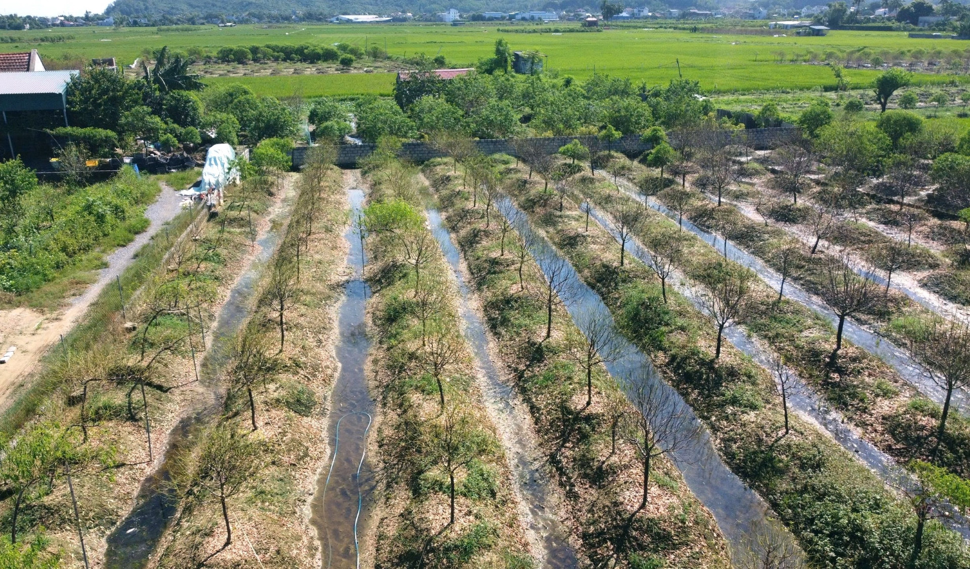 Đào cảnh ở Thanh Hóa chết rũ vì ngập lụt, dân khóc ròng với 250 gốc khách gửi chăm sóc