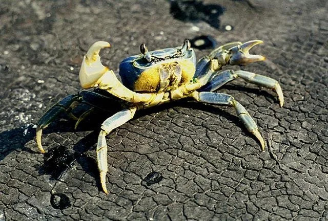 Blue land crabs in Florida migrate to ocean to release their eggs. Can you catch or eat one?