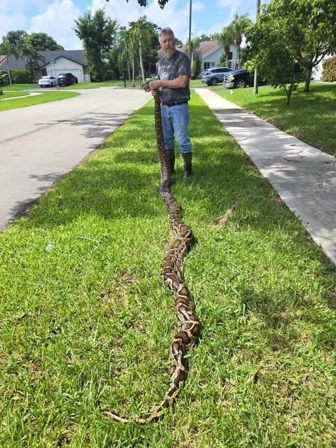294 pythons eliminated, but this snake was the longest caught in the Florida Python Challenge