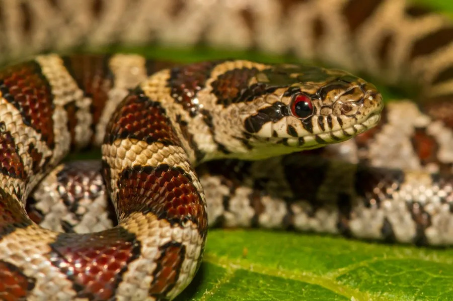 An Eastern Milk snake isolated on a green leaf. (JasonOndreicka | Getty Images)