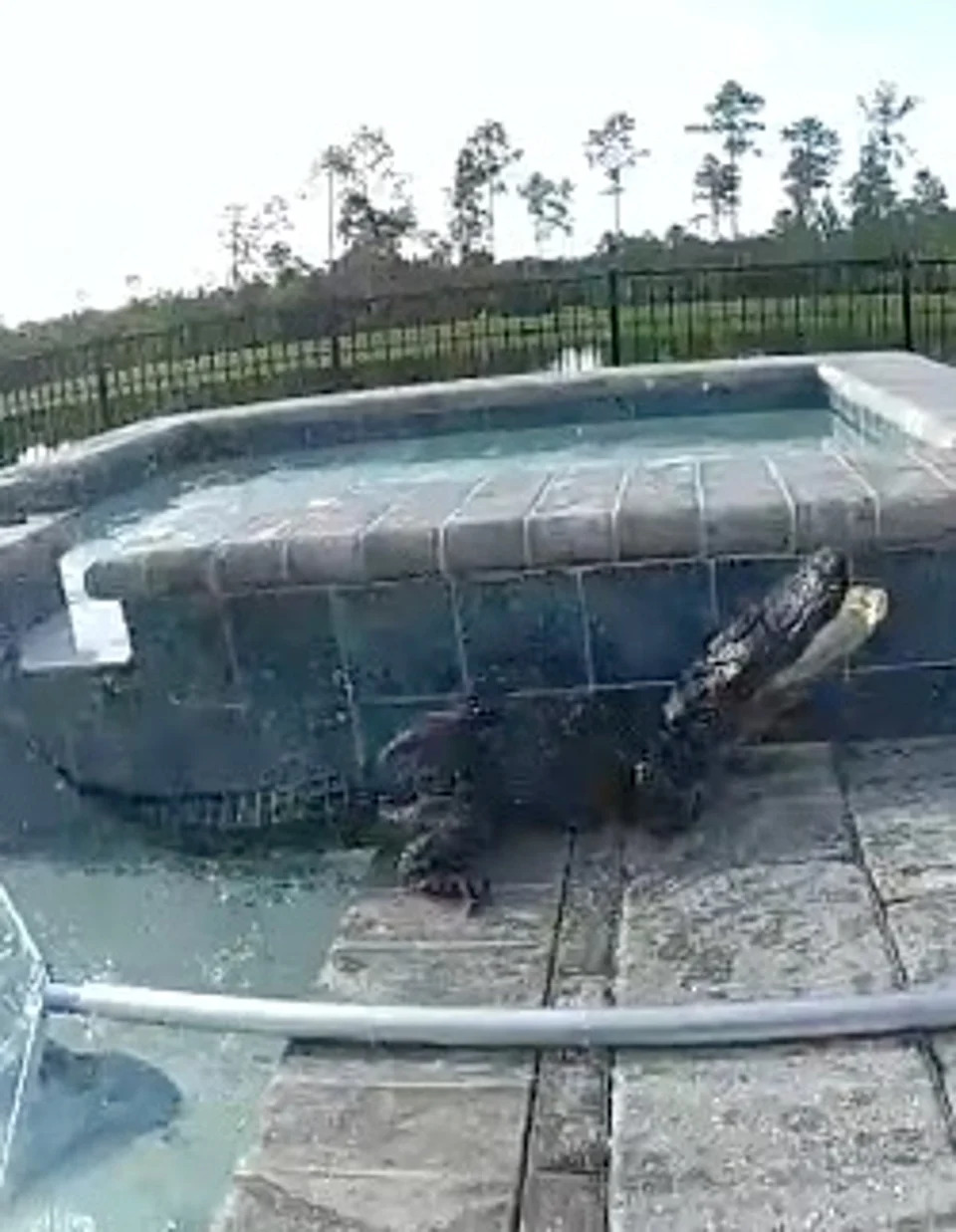Deputy rescues alligator from backyard pool with bare hands: ‘Florida grown at its finest!’