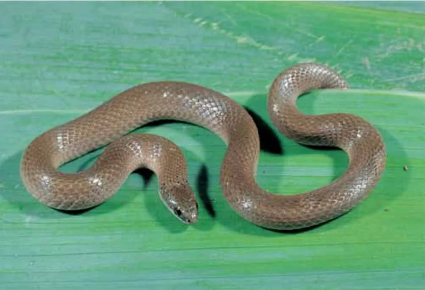 Smooth earth snake