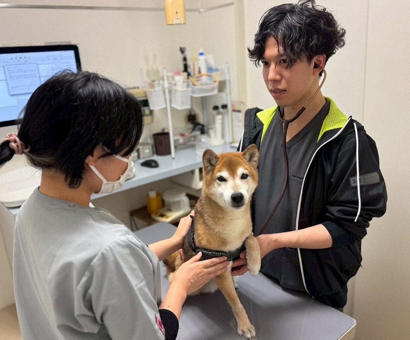 ペットの熱中症「人よりリスク高い」　獣医に聞く予防と発症後の対応