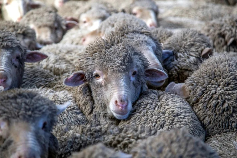 New Zealand sheep farmers are fighting to protect grazing land from spreading pine plantations, which earn government subsidies to absorb carbon emissions. (KAVINDA HERATH)