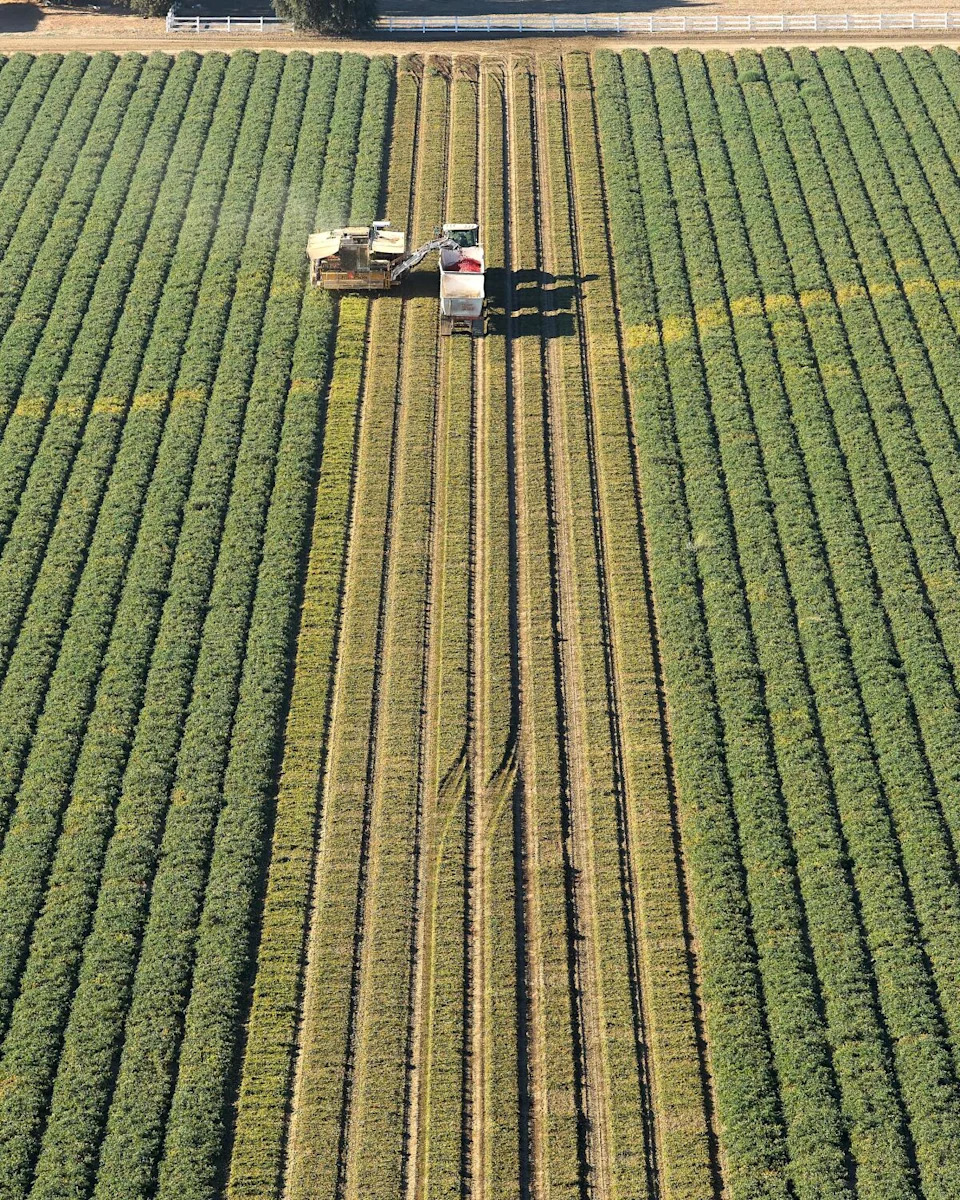 The view from a drone of farmworkers harvesting tomatoes Friday in Woodland.