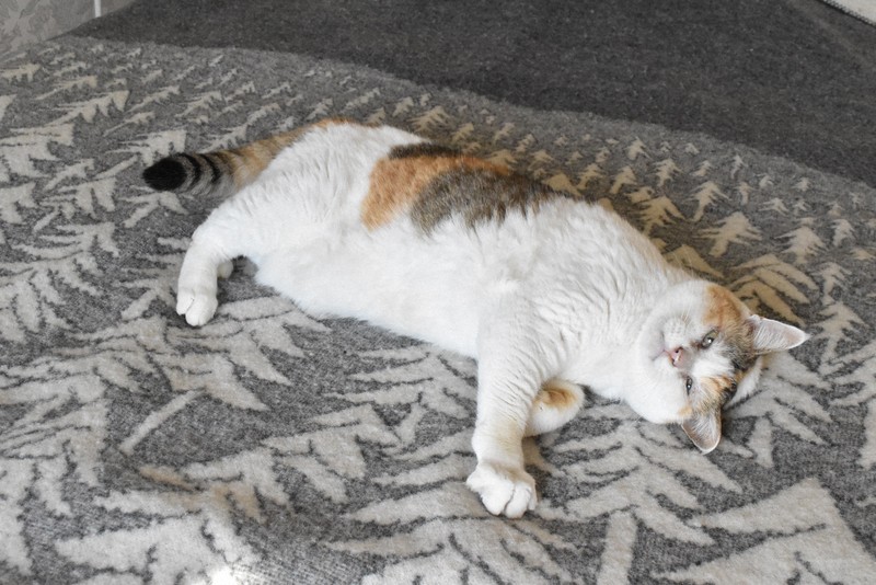 身近なのに謎多き猫…　工夫で進む研究、高まる熱　伝承解明も近い?