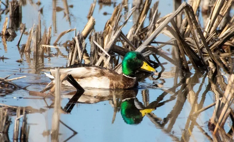 A mallard duck pictured at Yolo Wildlife Area on January 31, 2020.