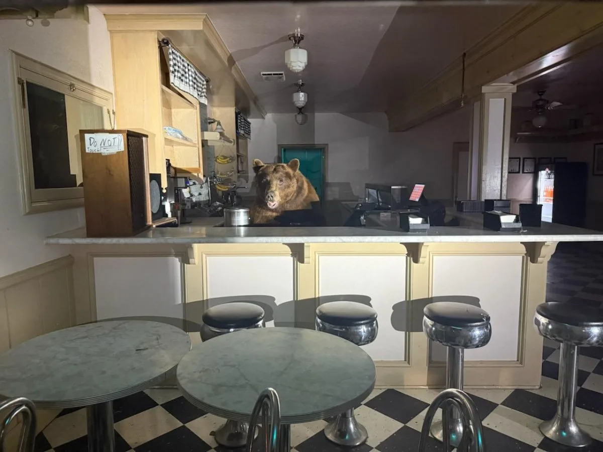 Sweet-toothed bear breaks into California ice cream shop