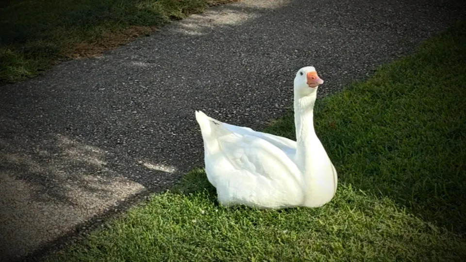 How a one-eyed goose turned a Louisiana neighborhood into a family