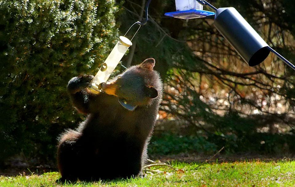 Living with bears: Can you kill a bear that comes into your yard in Massachusetts? See law
