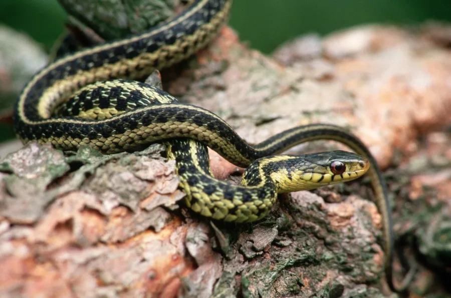Eastern Garter Snake (Thamnophis s. sirtalis) on Bark. (McDonald Wildlife Photography Inc. | Getty Images)