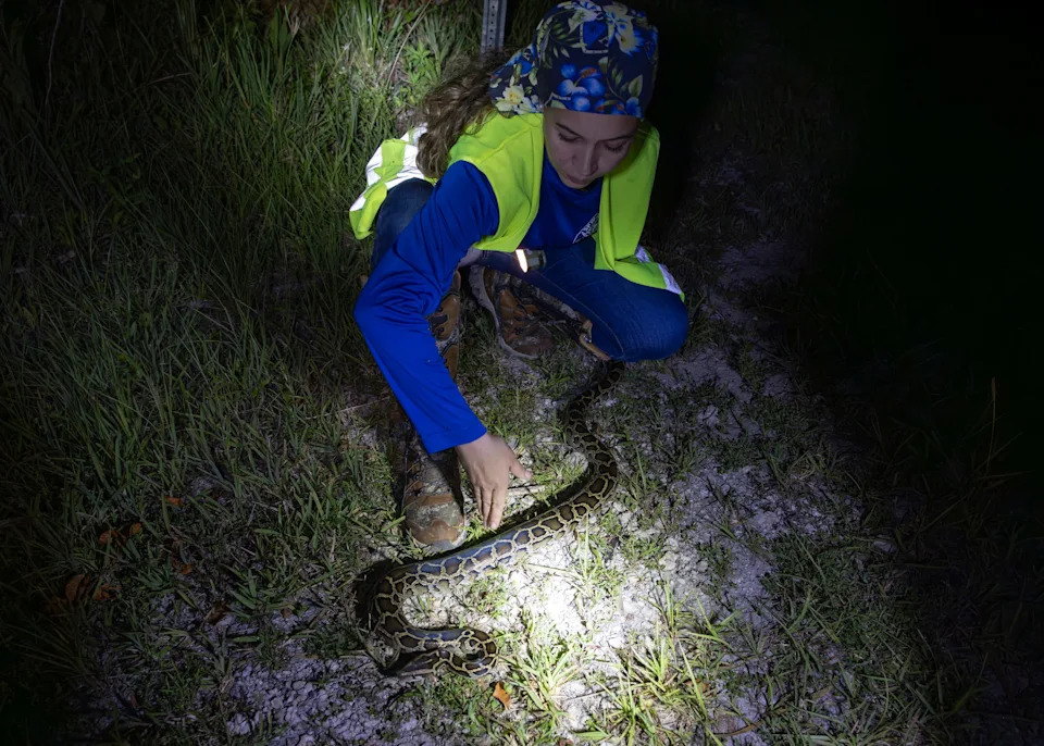 South Florida Water Management District contract python hunter Kris Bartish captures a Burmese python in the Big Cypress National Preserve on Saturday, July 19, 2025. Bartish said this was the 10,593rd capture since the district started the program in 2017.