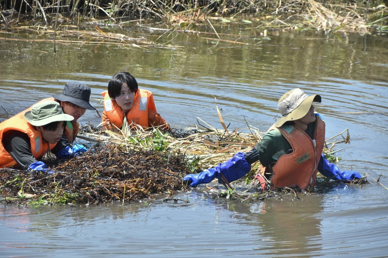 南米原産の外来植物が千葉で繁殖…水辺いっぱいに　除去活動中