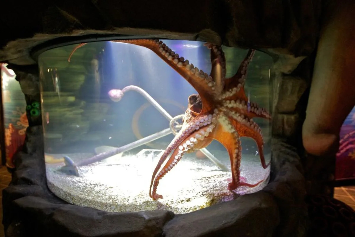 Similar to the one pictured, Cthulhu, a giant Pacific octopus at the San Antonio Aquarium, has about 200 suction cups per arm (Getty Images)