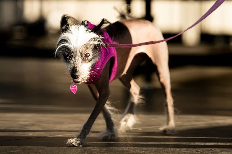 Poppy, una perra crestada china de 7 años