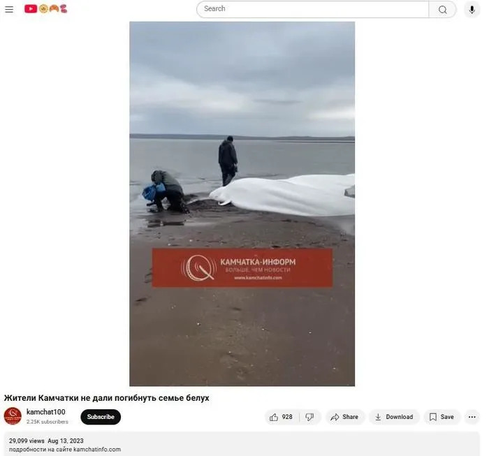 youtubewhales.jpg