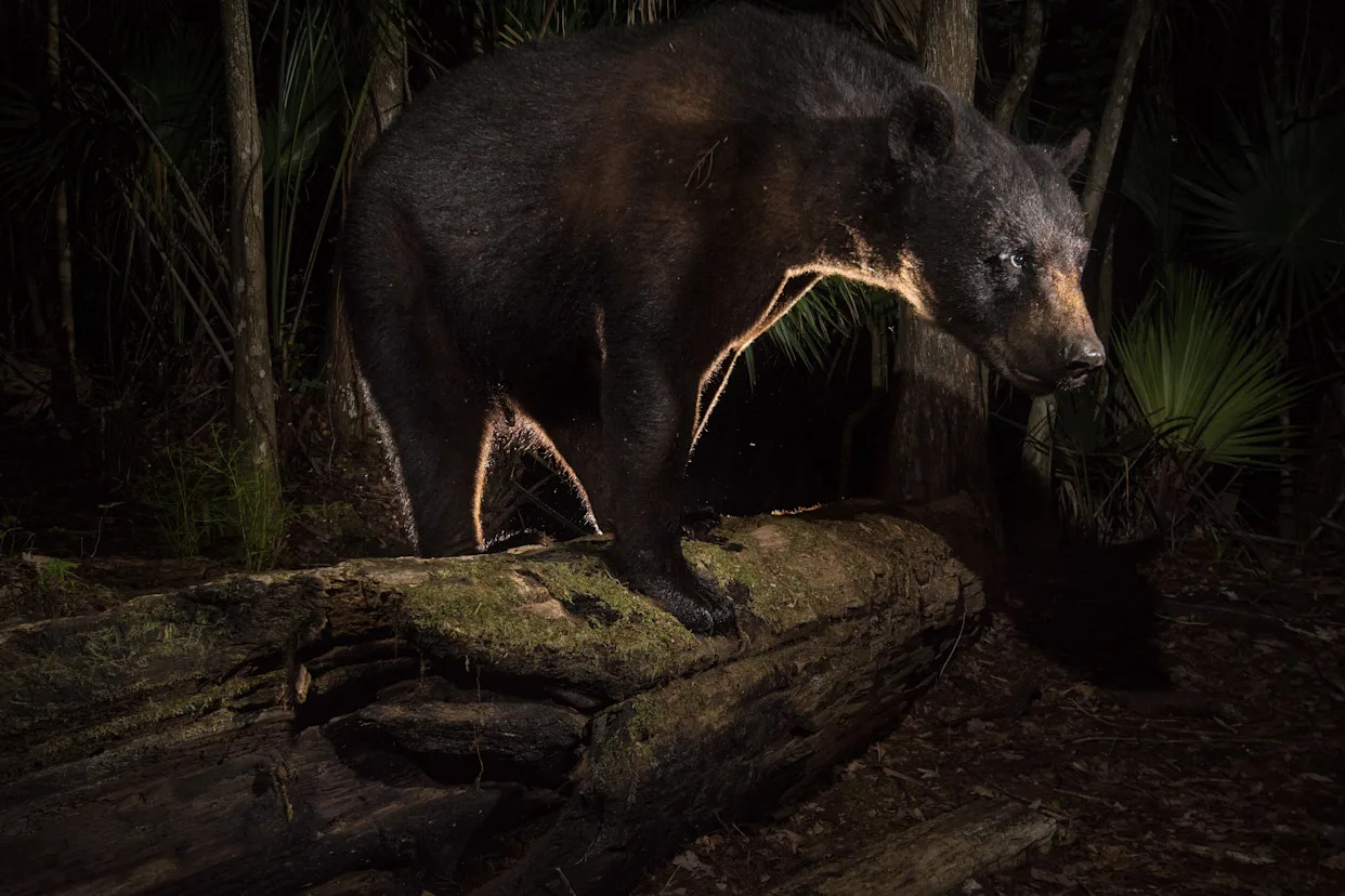 Carlton Ward Jr. says hunting is not the way to manage the Florida Black Bear population