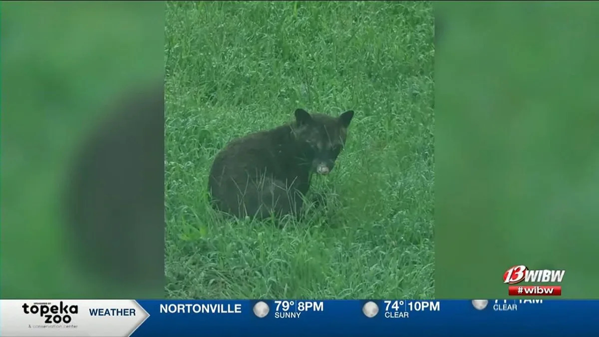 Watch: Experts disagree on identity of mystery animal in Kansas