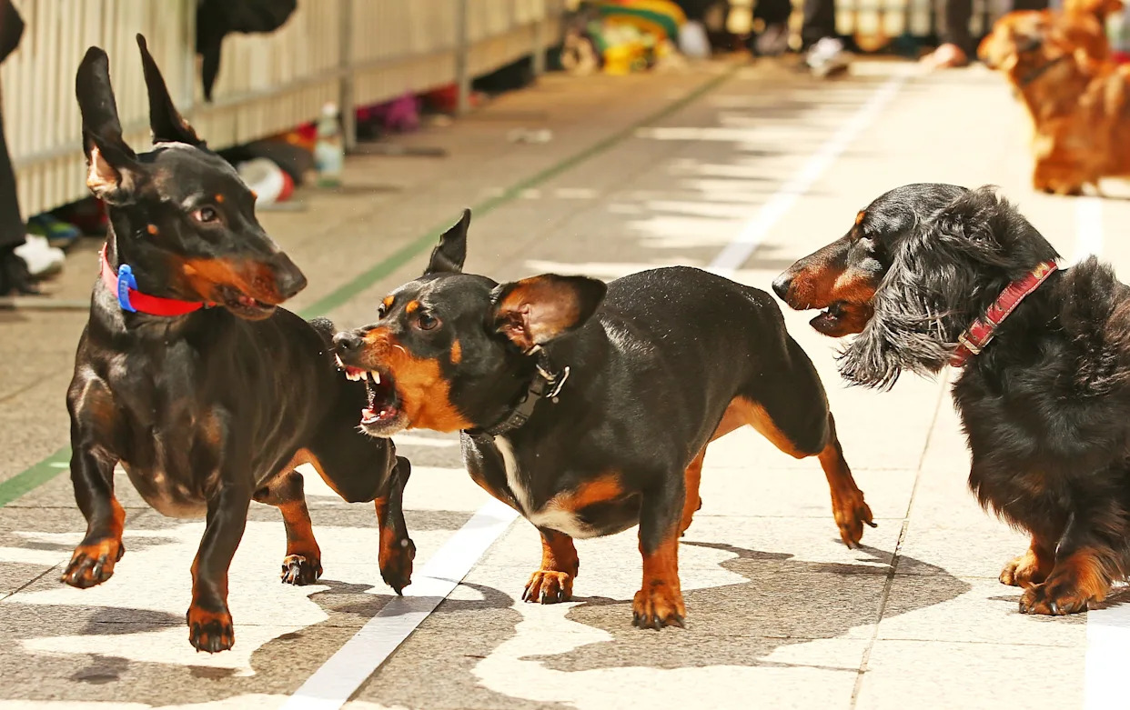 Puppies up for adoption go viral for Gen Alpha slang names. Only 'Ohio' has found a home