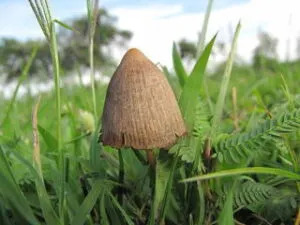  A psilocybe mushroom is seen in this undated photo. The mushrooms are sources of psilocybin, which is metabolized in the body to the active drug psilocyn, also present in many of the same mushrooms. . (Photo provided by the U.S. Drug Enforcement Administration)