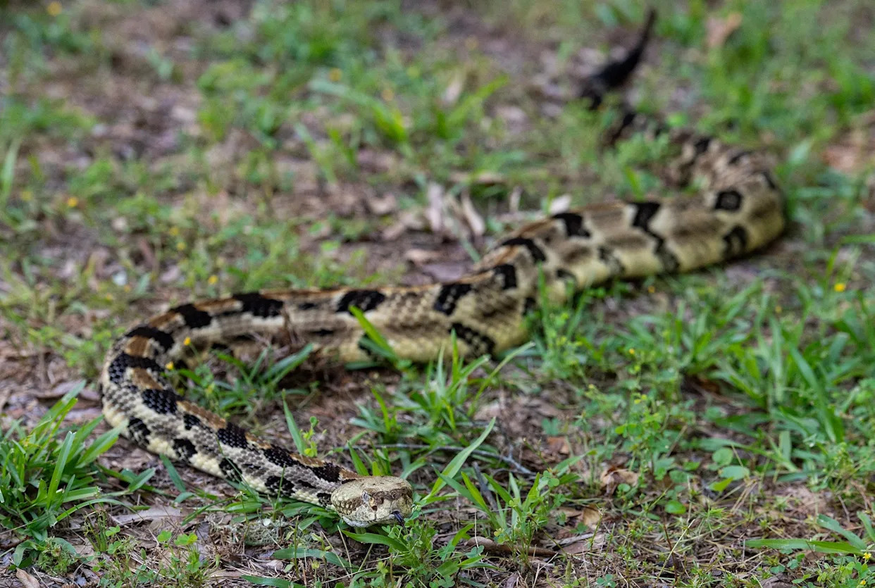 World's deadliest animal is probably outside your Ohio home right now. Protection tips