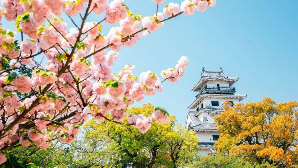 Japan denies giving away city to Tanzania after misinformation sparks anti-immigration backlash